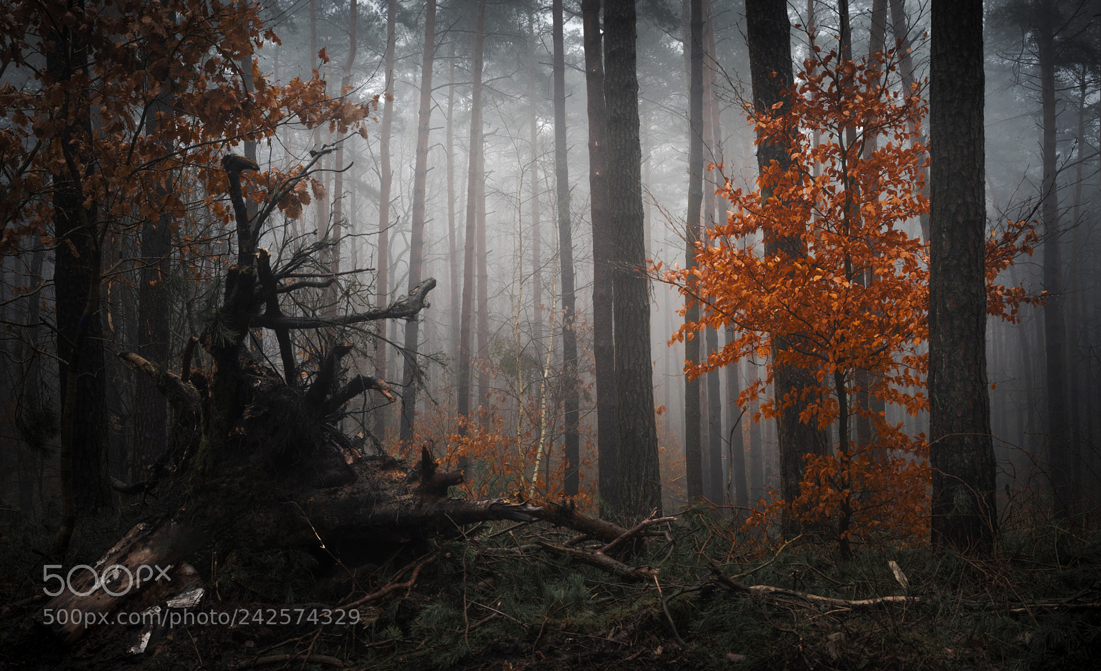 Pentax K-1 sample photo. Fog in the forest photography