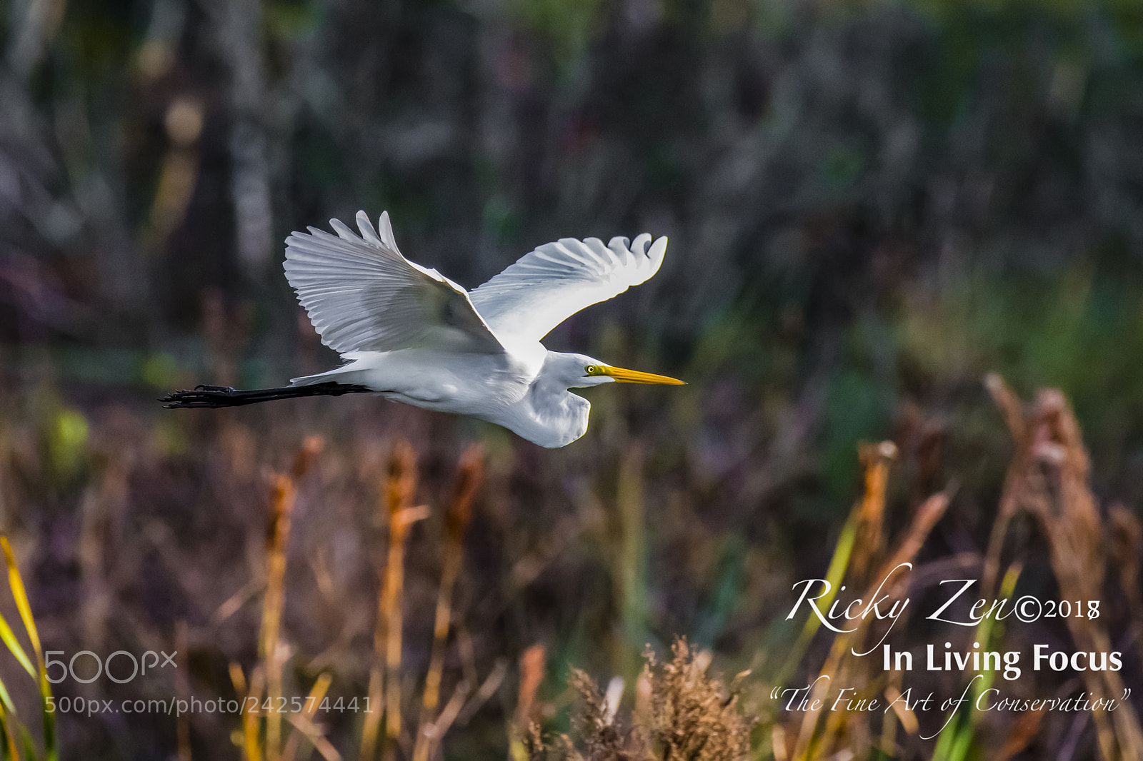 Nikon D850 sample photo. Taking the new nikon photography