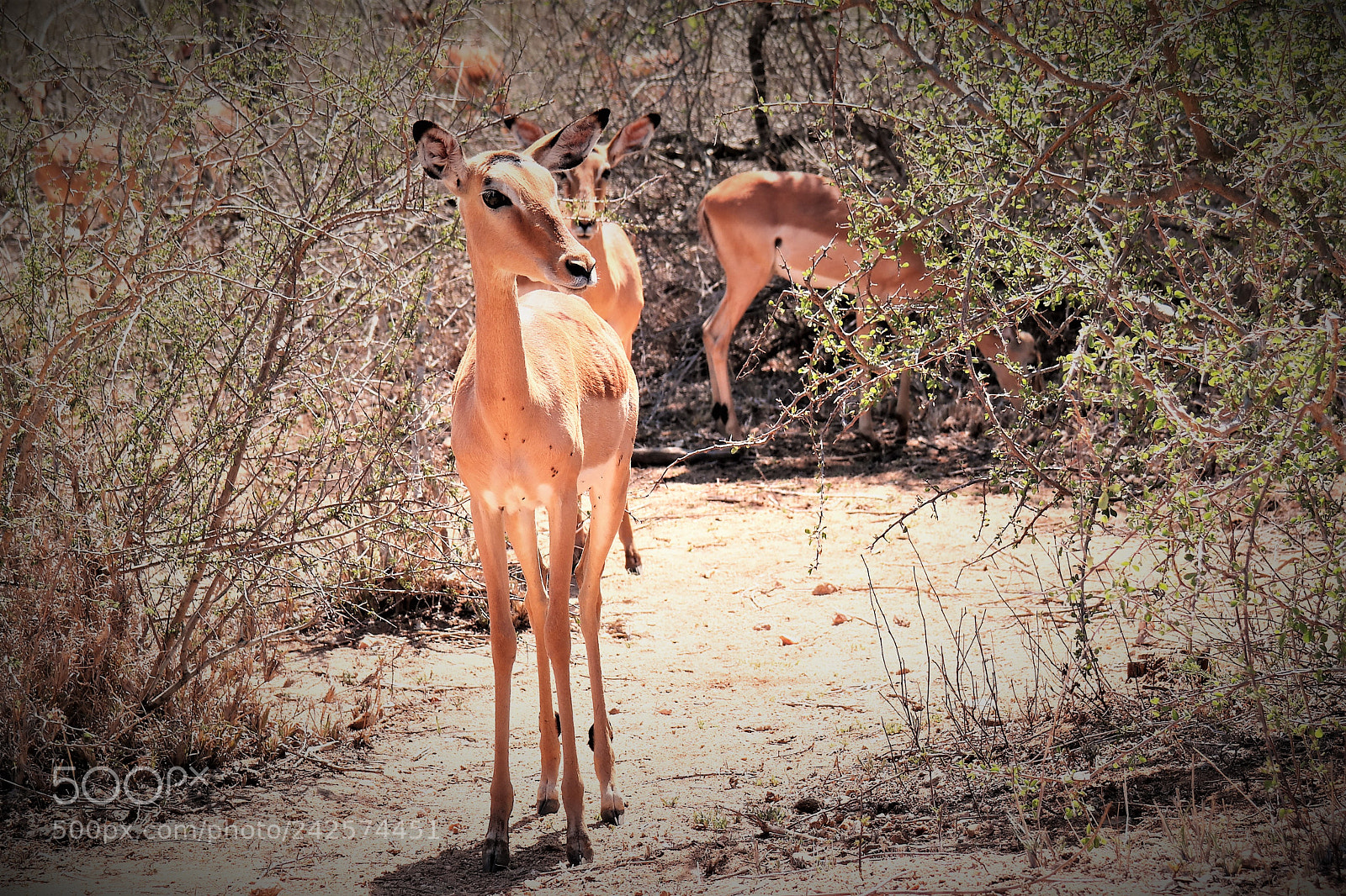 Samsung NX30 sample photo. Impala 1 photography