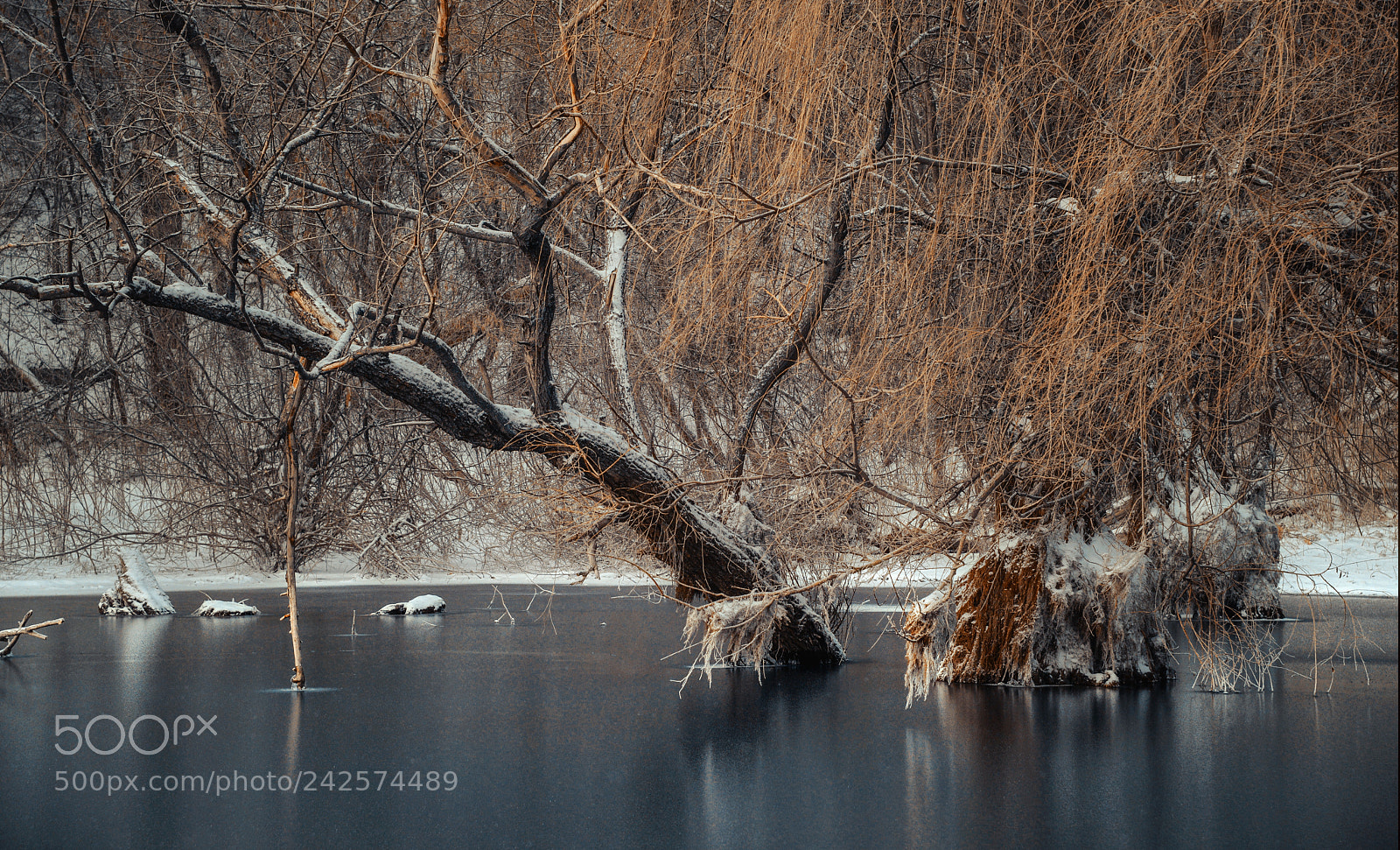 Nikon D610 sample photo. First snow. photography