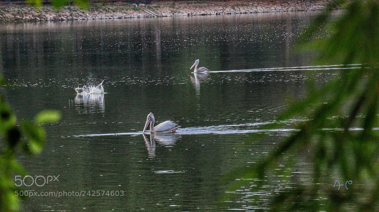 Canon EOS M10 sample photo. Pelicans photography