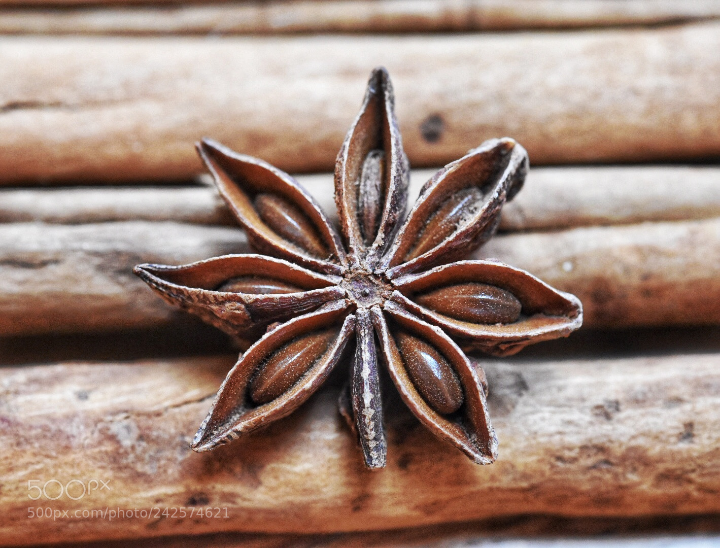 Nikon D5600 sample photo. Woody star photography