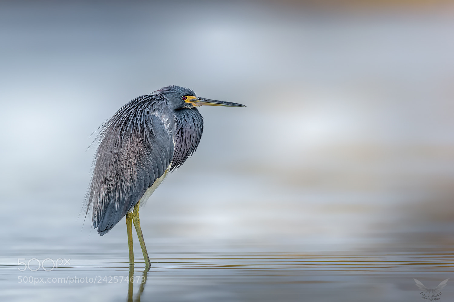 Canon EOS-1D X sample photo. Tricolored heron photography