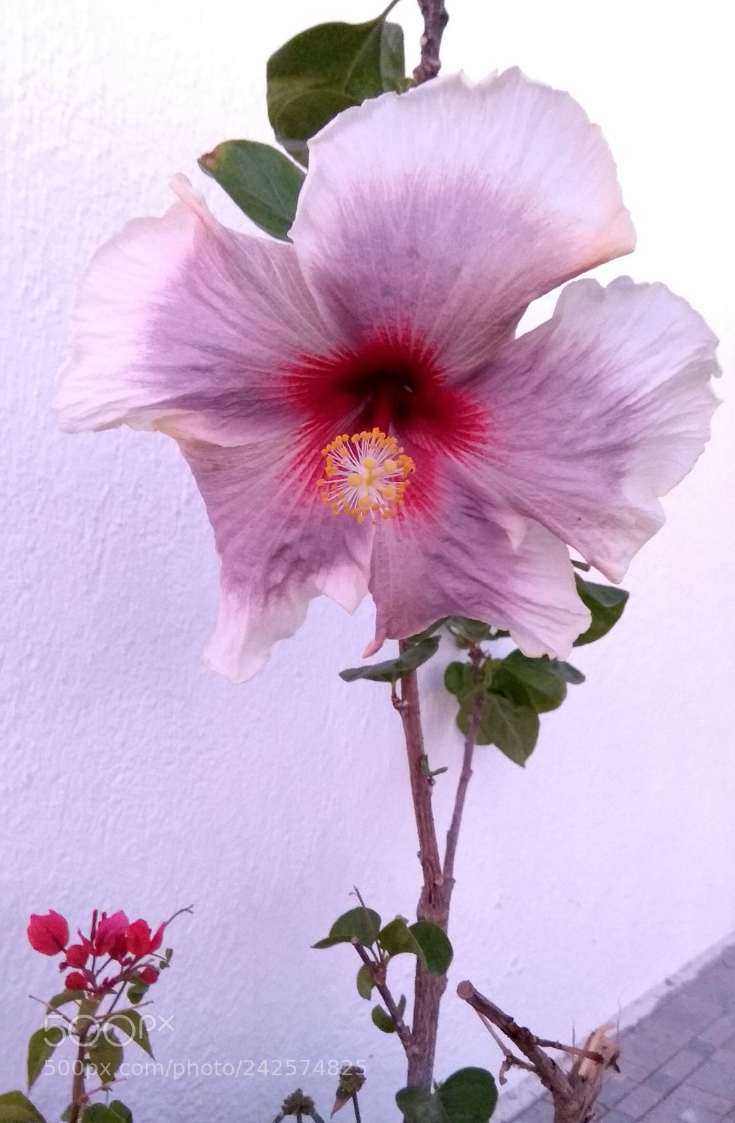 Xiaomi Redmi Note 4 sample photo. David meets goliath 2 photography