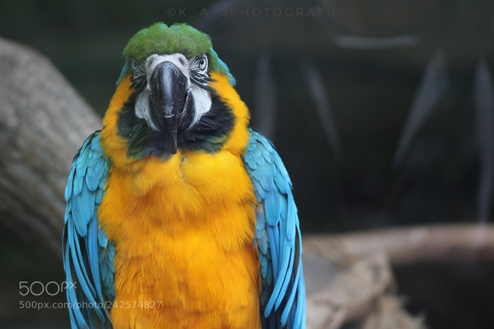Canon EOS 1200D (EOS Rebel T5 / EOS Kiss X70 / EOS Hi) sample photo. Charlie photography