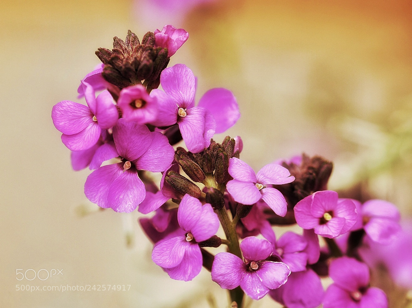 Nikon D5600 sample photo. Beauty of nature photography