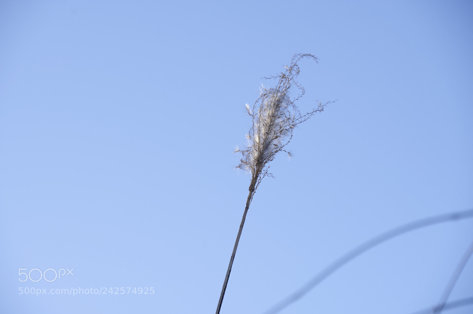 Pentax KP sample photo. Seed 2 photography