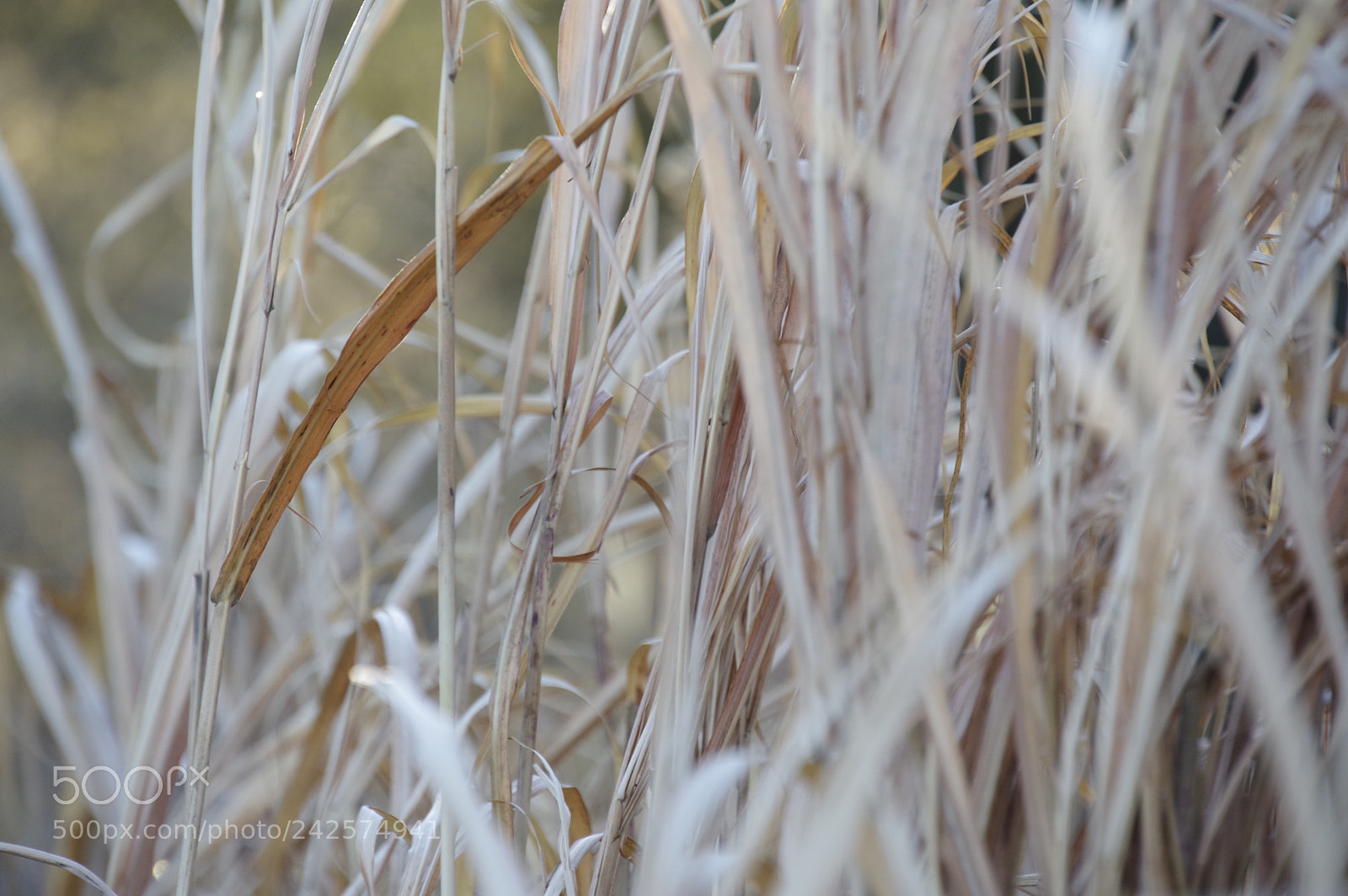 Pentax KP sample photo. Grass photography