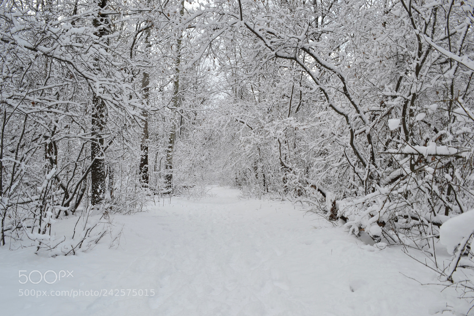 Nikon D3100 sample photo. Winter mood. photography