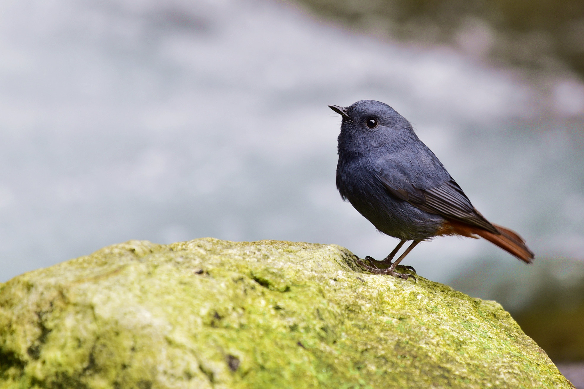 Nikon AF-S Nikkor 200-500mm F5.6E ED VR sample photo. 小鉛球 photography