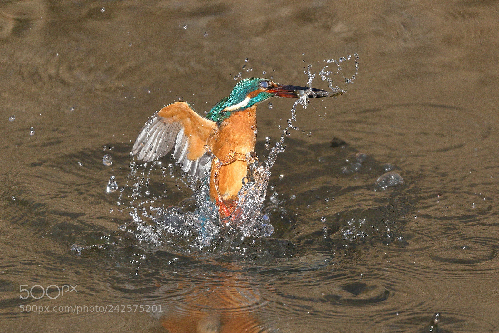 Canon EOS 7D Mark II sample photo. Kingfisher 8519 photography