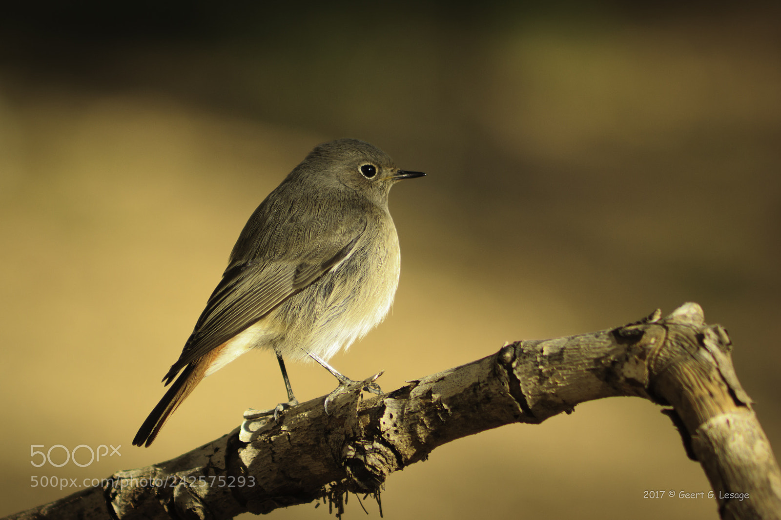 Canon EOS 550D (EOS Rebel T2i / EOS Kiss X4) sample photo. Passerines photography