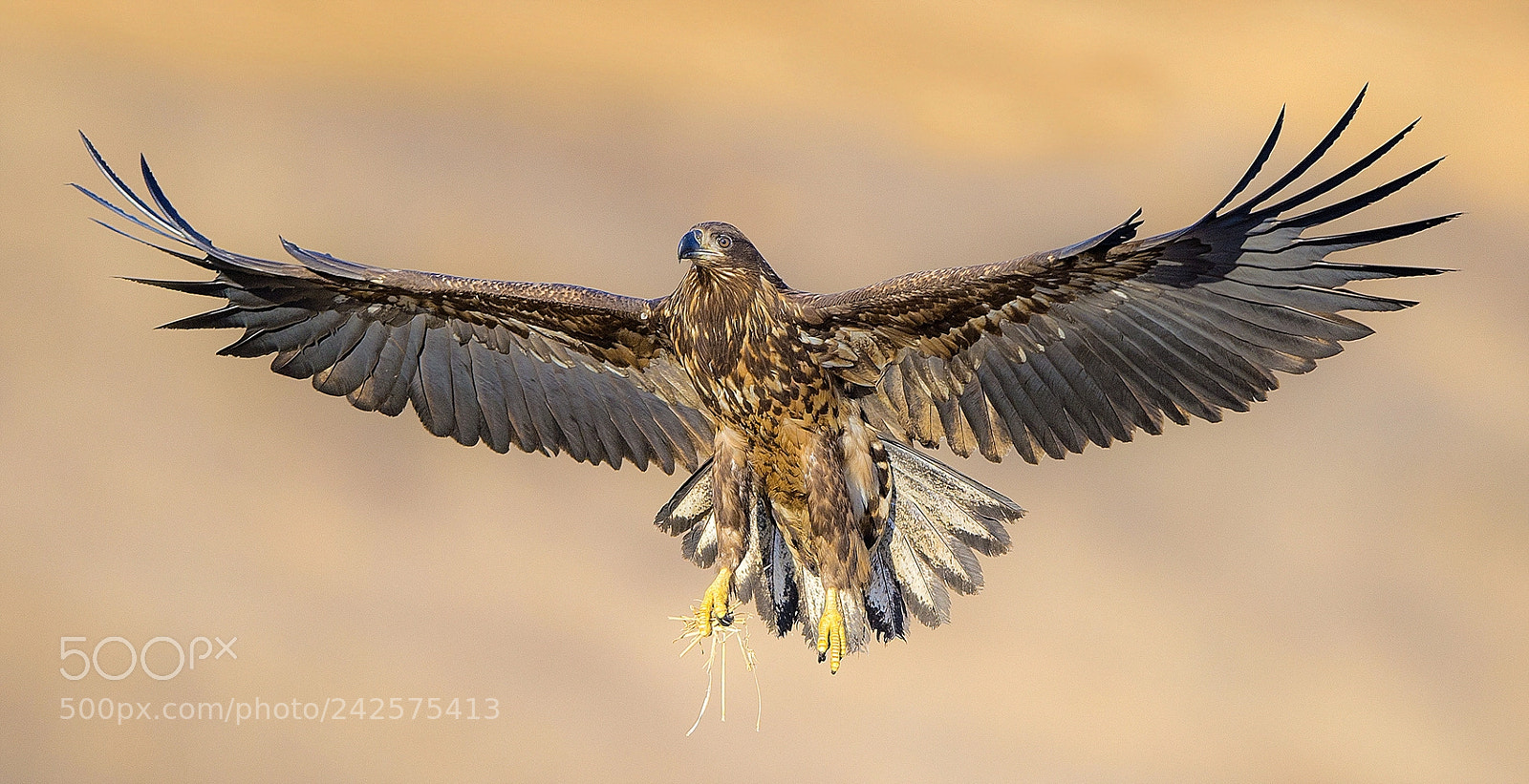Nikon D4 sample photo. A white-tailed eagle photography