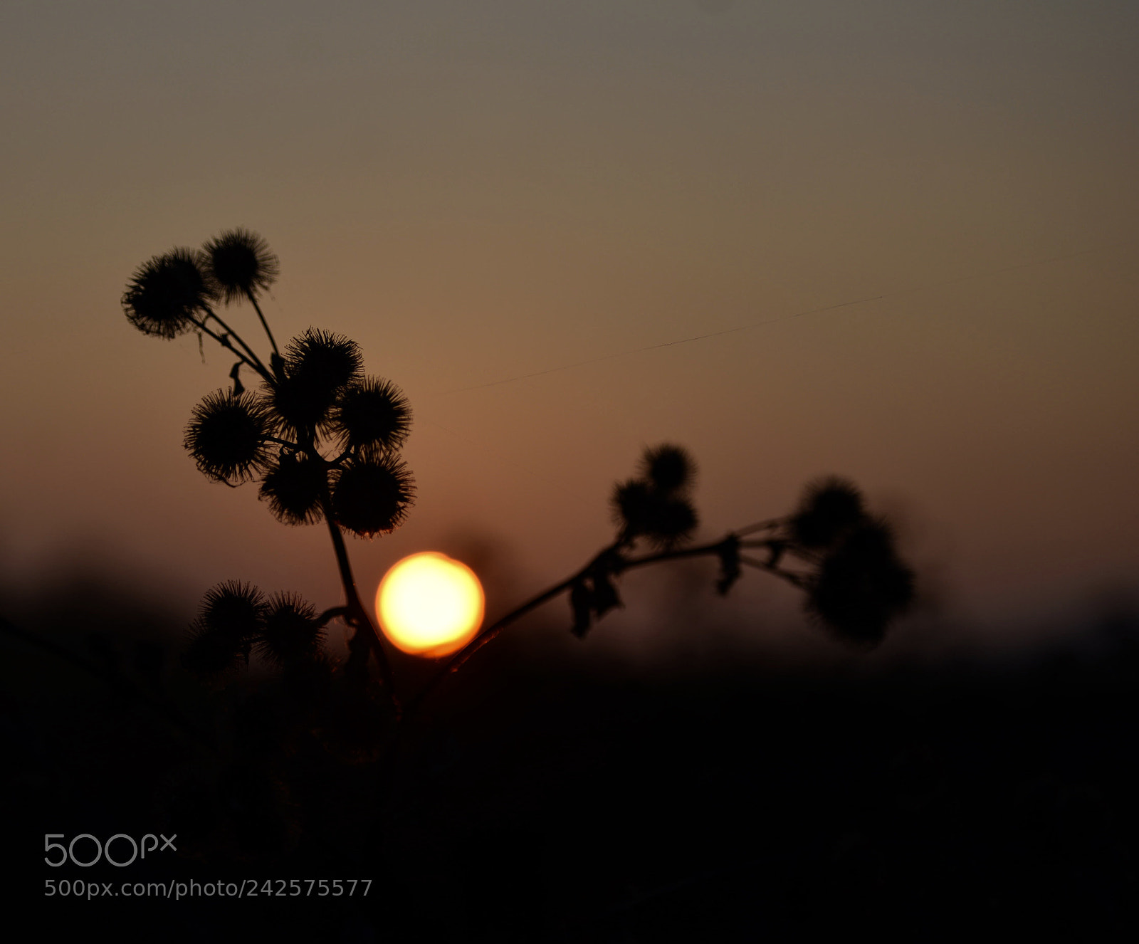 Nikon D600 sample photo. Untitled photography
