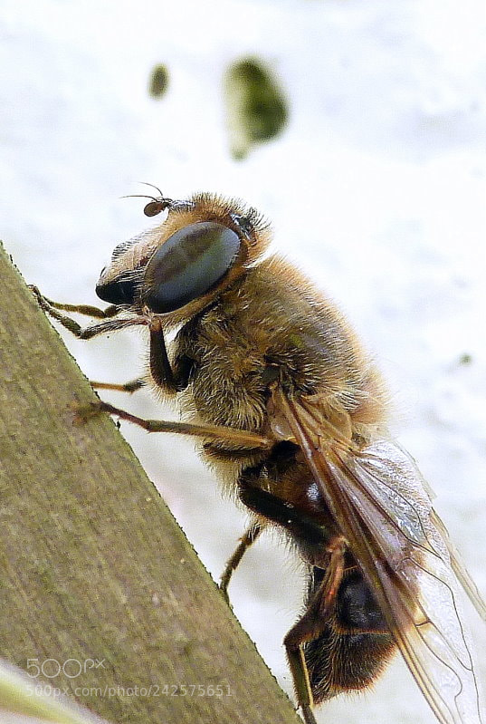 Panasonic Lumix DMC-FZ40 (Lumix DMC-FZ45) sample photo. Honey bee photography