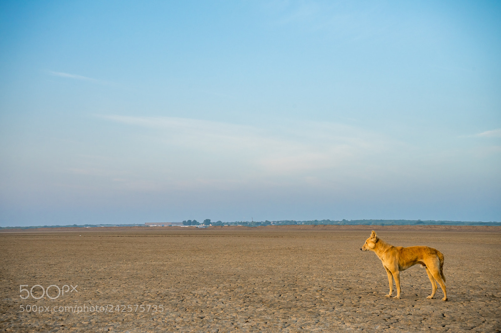 Sony a7 II sample photo. Dog in desert photography