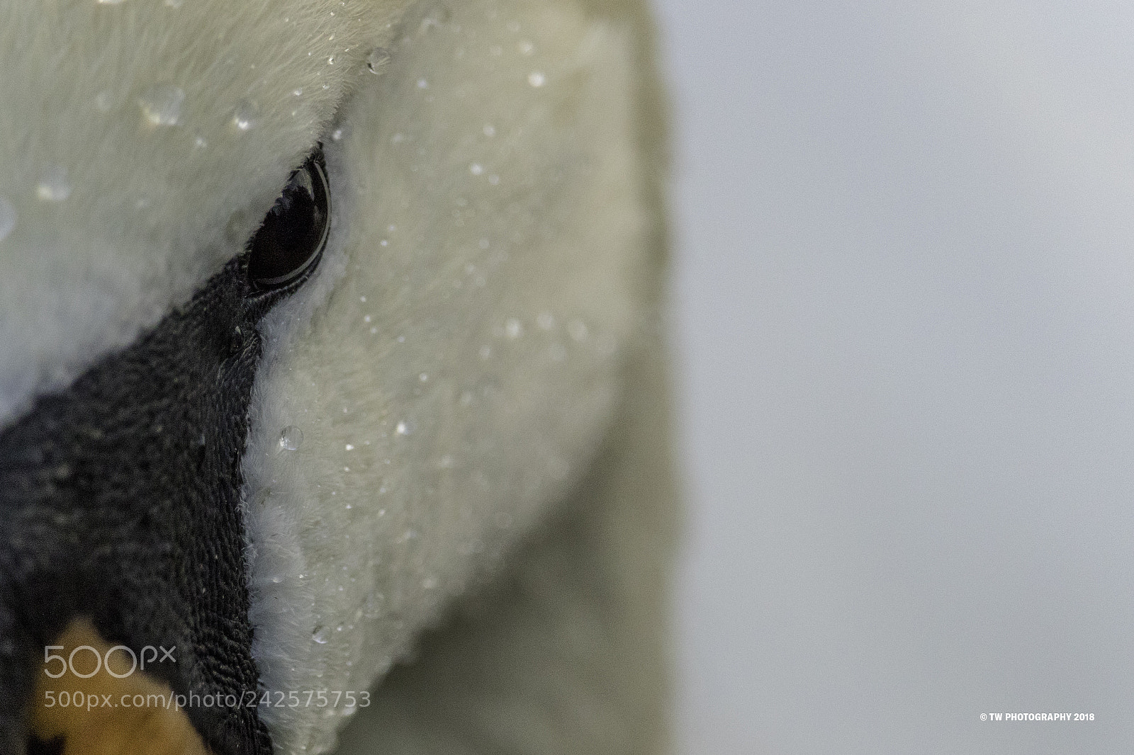 Canon EOS 7D Mark II sample photo. Swans perspective photography