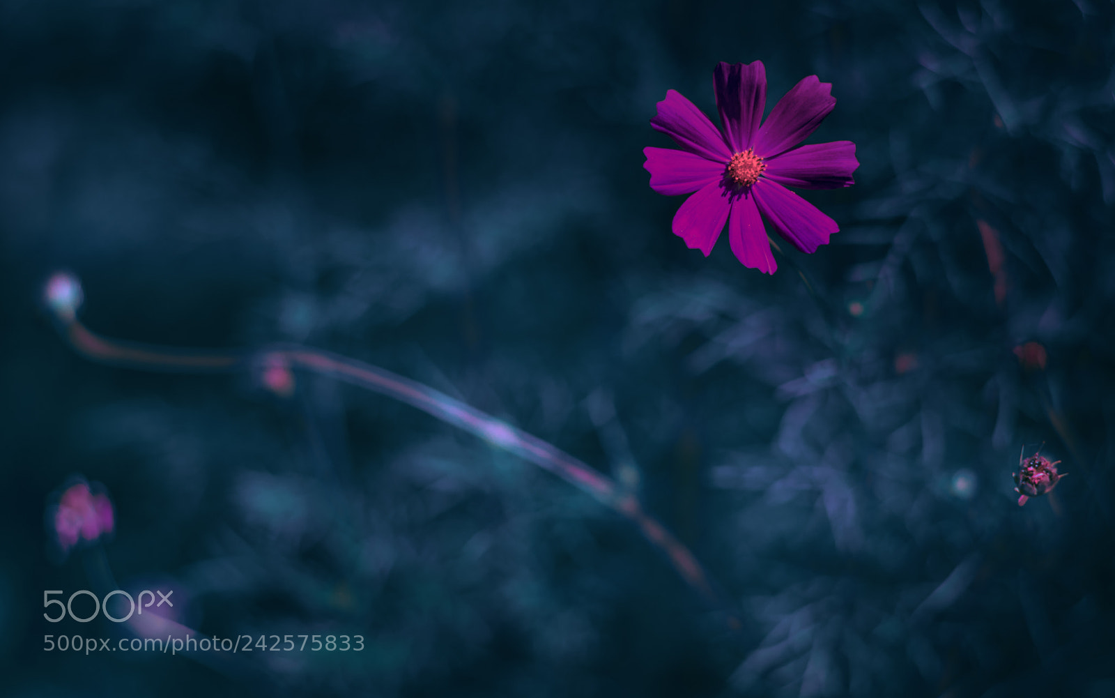 Nikon D610 sample photo. Flower photography