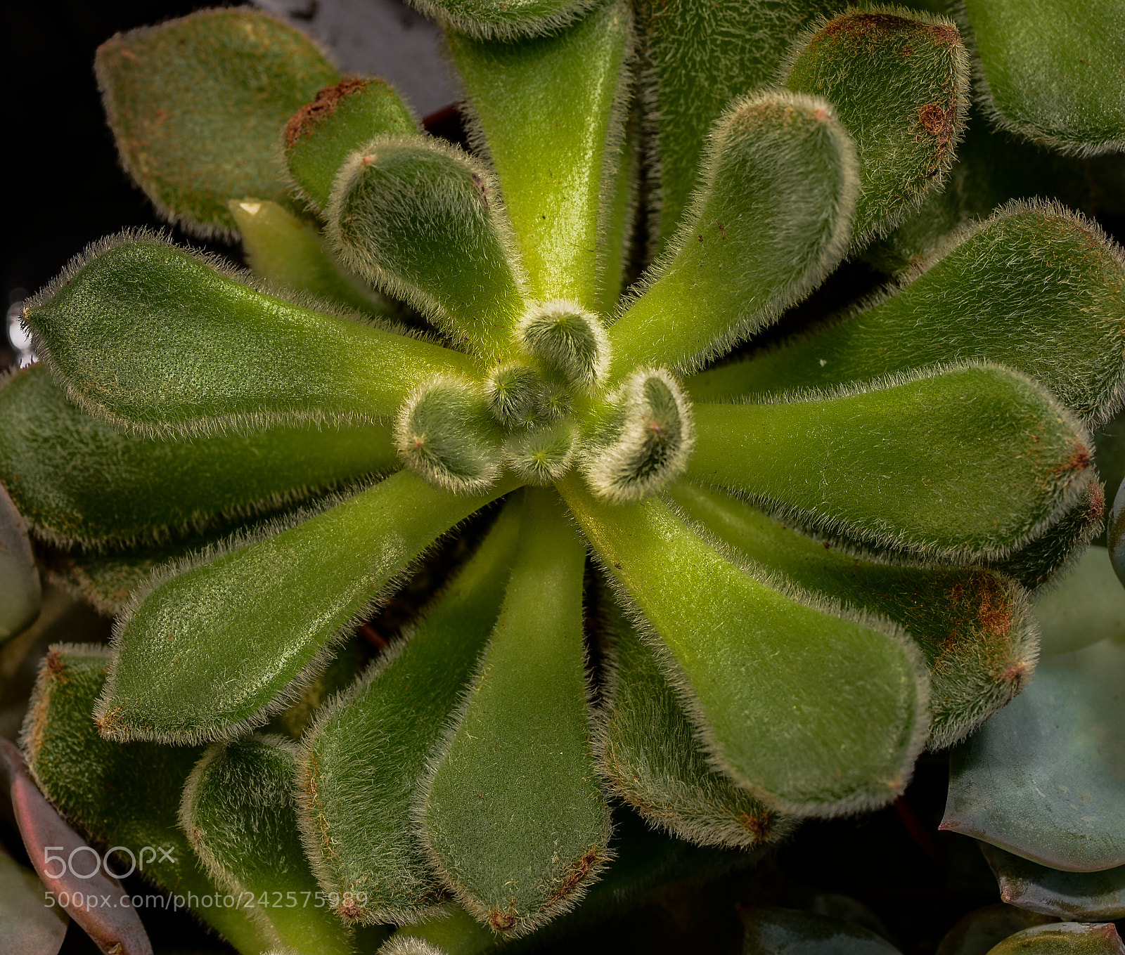 Nikon D600 sample photo. Echeveria harmsii ii photography