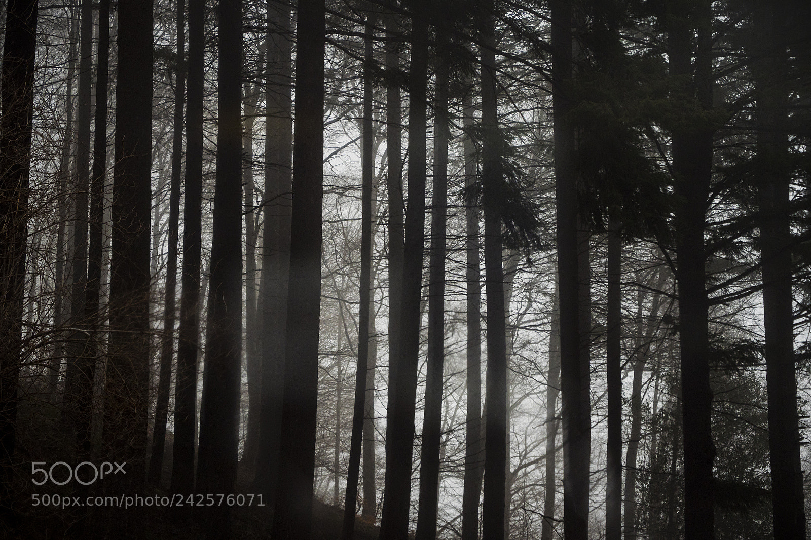 Panasonic Lumix DC-GH5 sample photo. Bosc d'hivern 1 photography