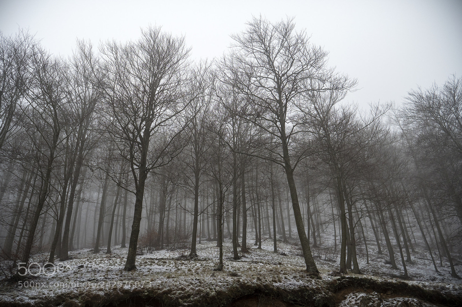 Panasonic Lumix DC-GH5 sample photo. Bosc d'hivern photography