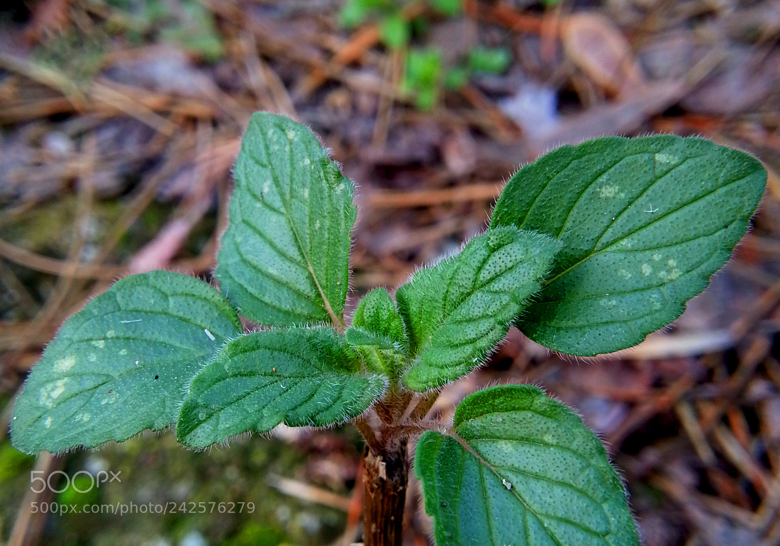 Samsung Galaxy Note2 sample photo. Leaf photography