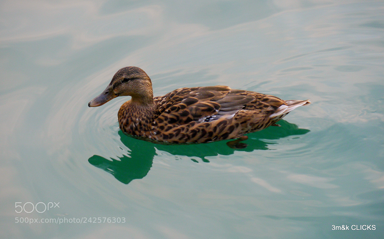 Panasonic Lumix DMC-GH2 sample photo. Duck... photography
