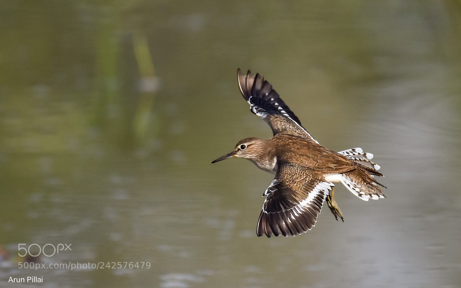 Nikon D500 sample photo. Common sandpiper photography
