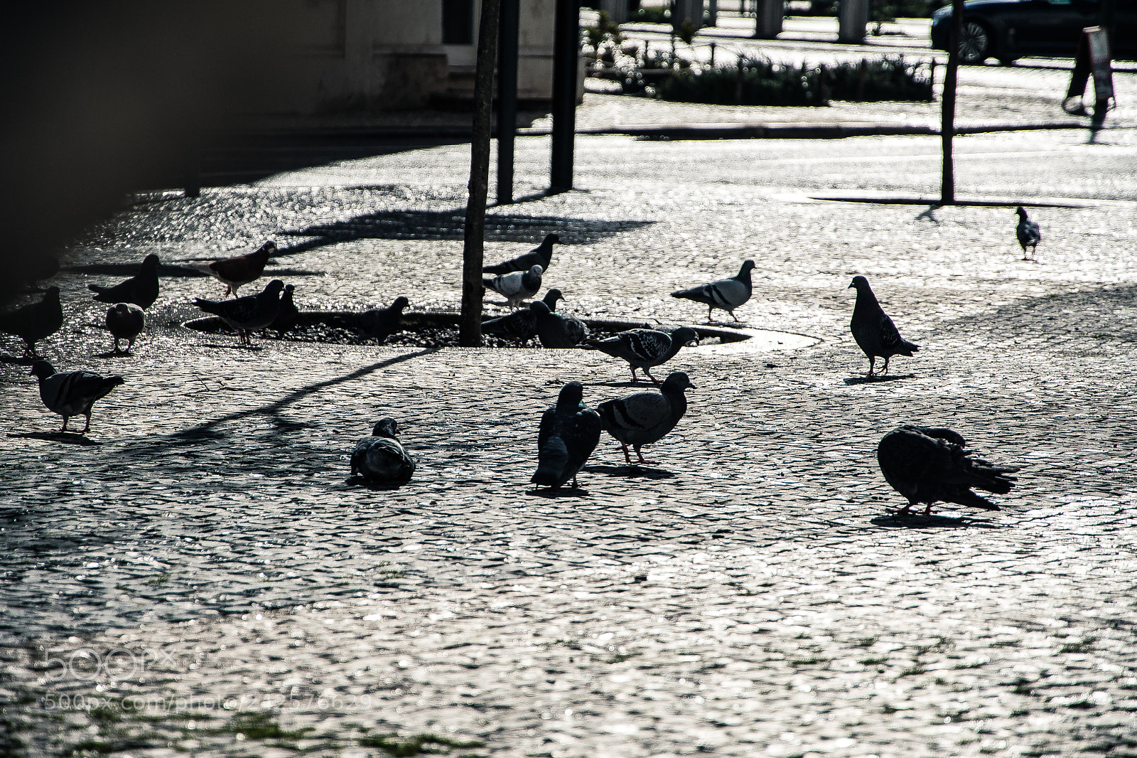 Nikon D7500 sample photo. Pigeon lunch time photography
