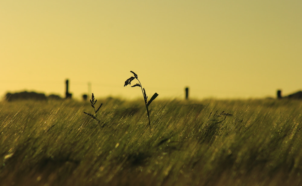 Canon EOS 60D + EF75-300mm f/4-5.6 sample photo. Weeds photography