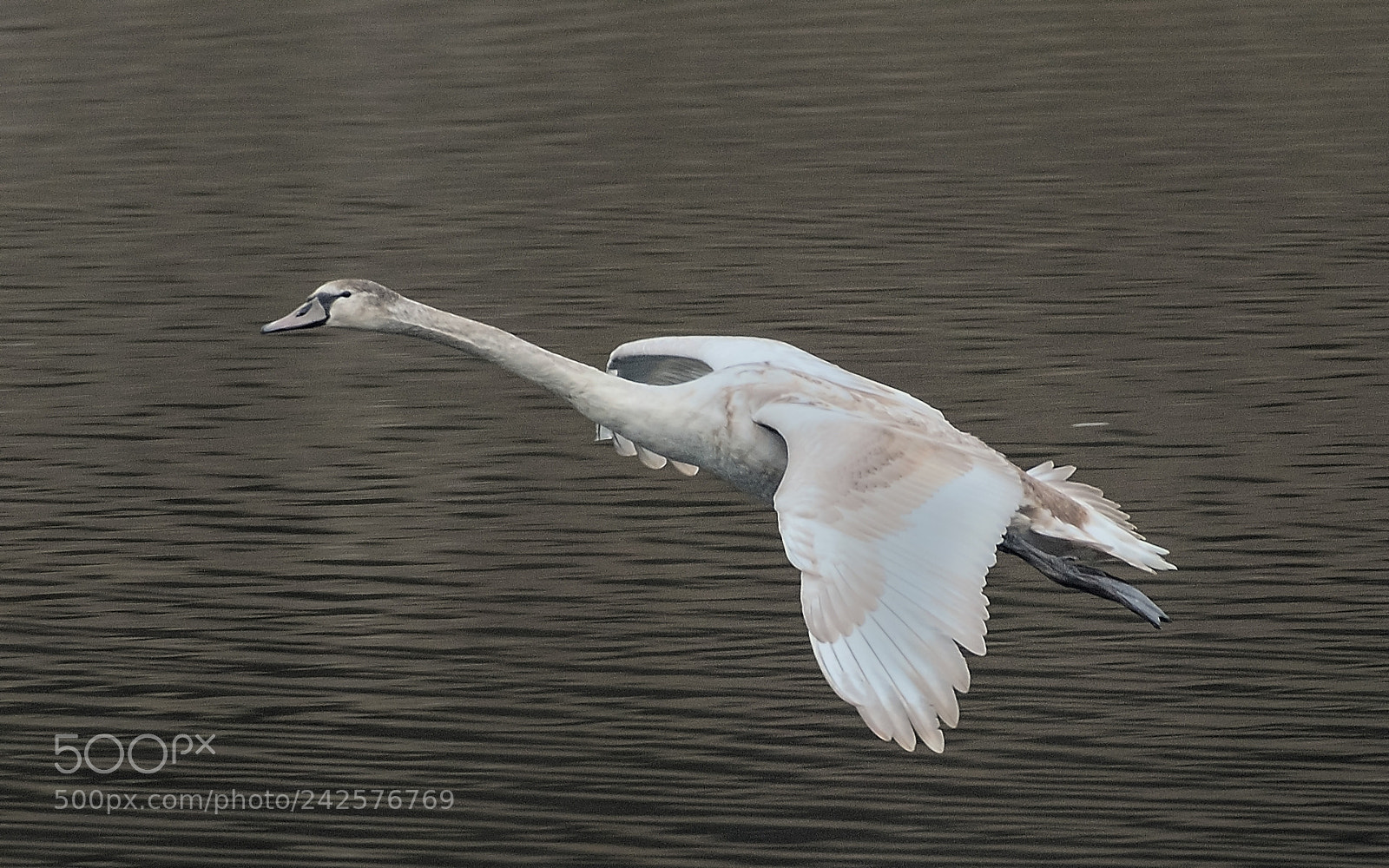 Nikon D500 sample photo. Cygne tuberculé photography