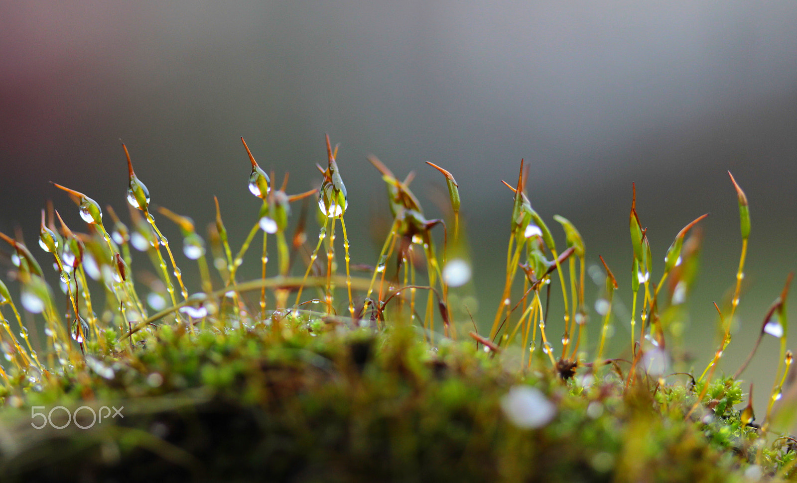 Canon EF-S 60mm F2.8 Macro USM sample photo. Im moos photography