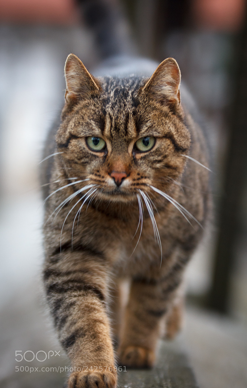Canon EOS 60D sample photo. Pussy photography