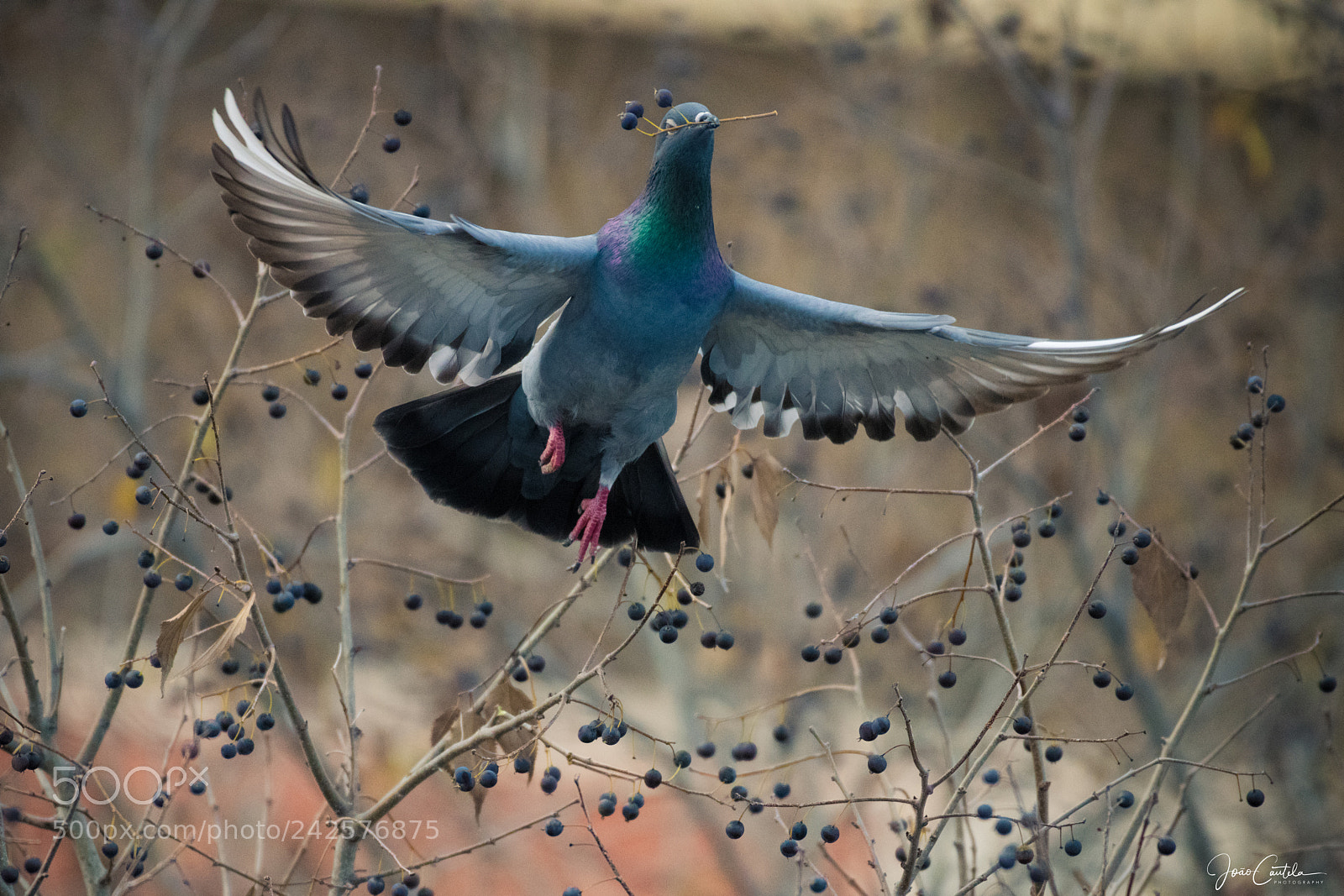 Nikon D850 sample photo. Fly photography