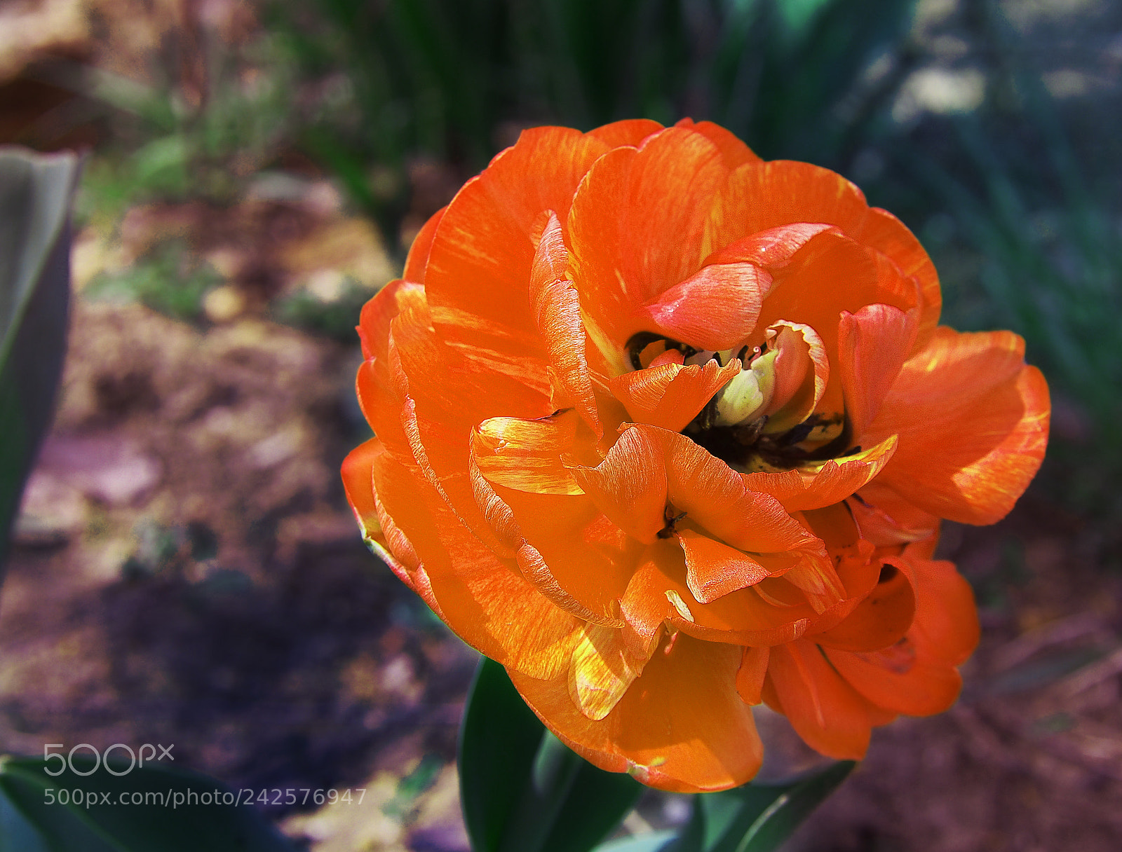 Olympus PEN E-PL5 sample photo. Tulip photography