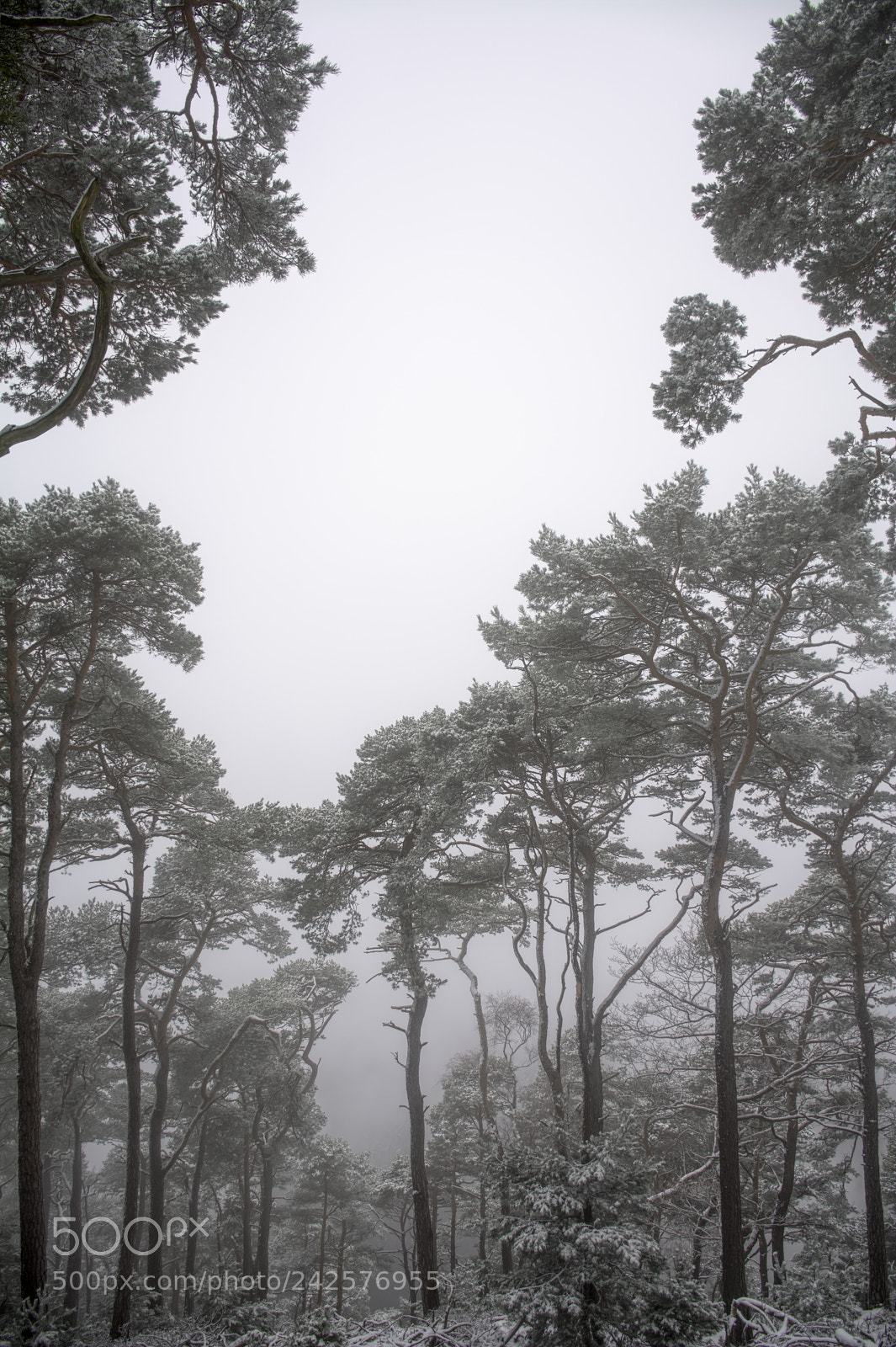 Nikon D7100 sample photo. Forest23 photography