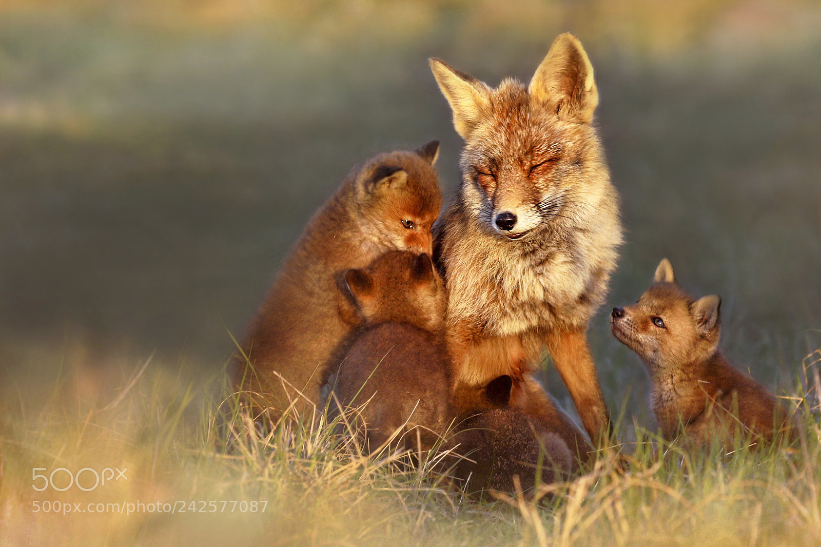 Canon EOS 7D Mark II sample photo. Family fox photography