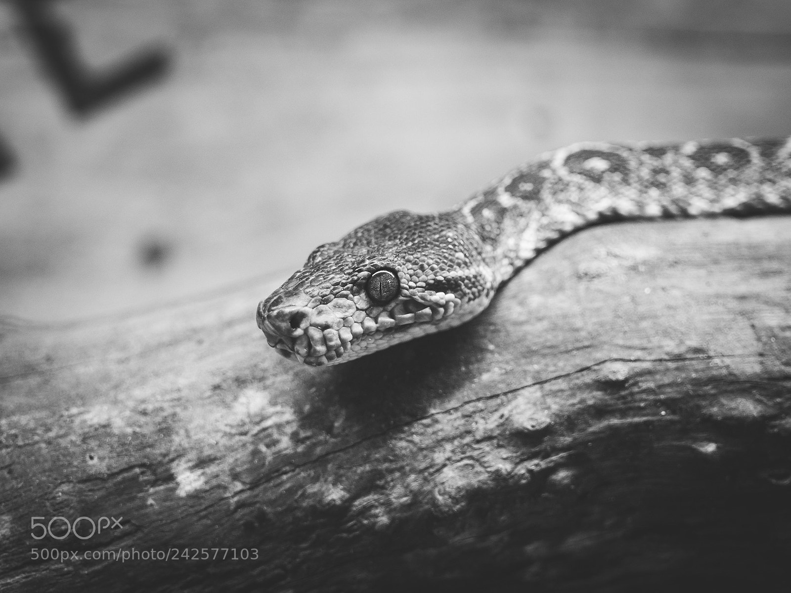 Olympus OM-D E-M10 II sample photo. Amazon tree boa. photography