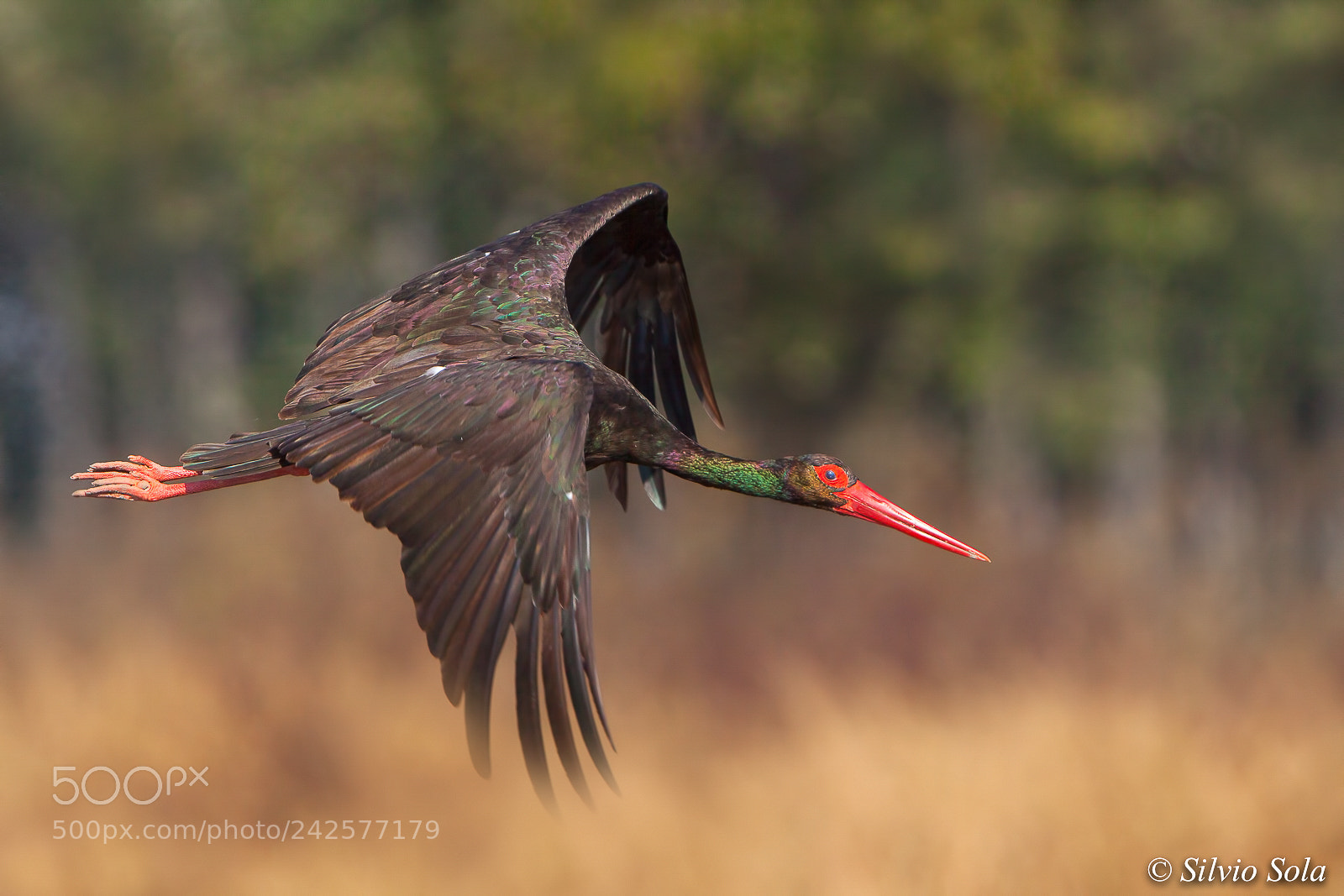 Canon EOS 50D sample photo. The dark stork photography