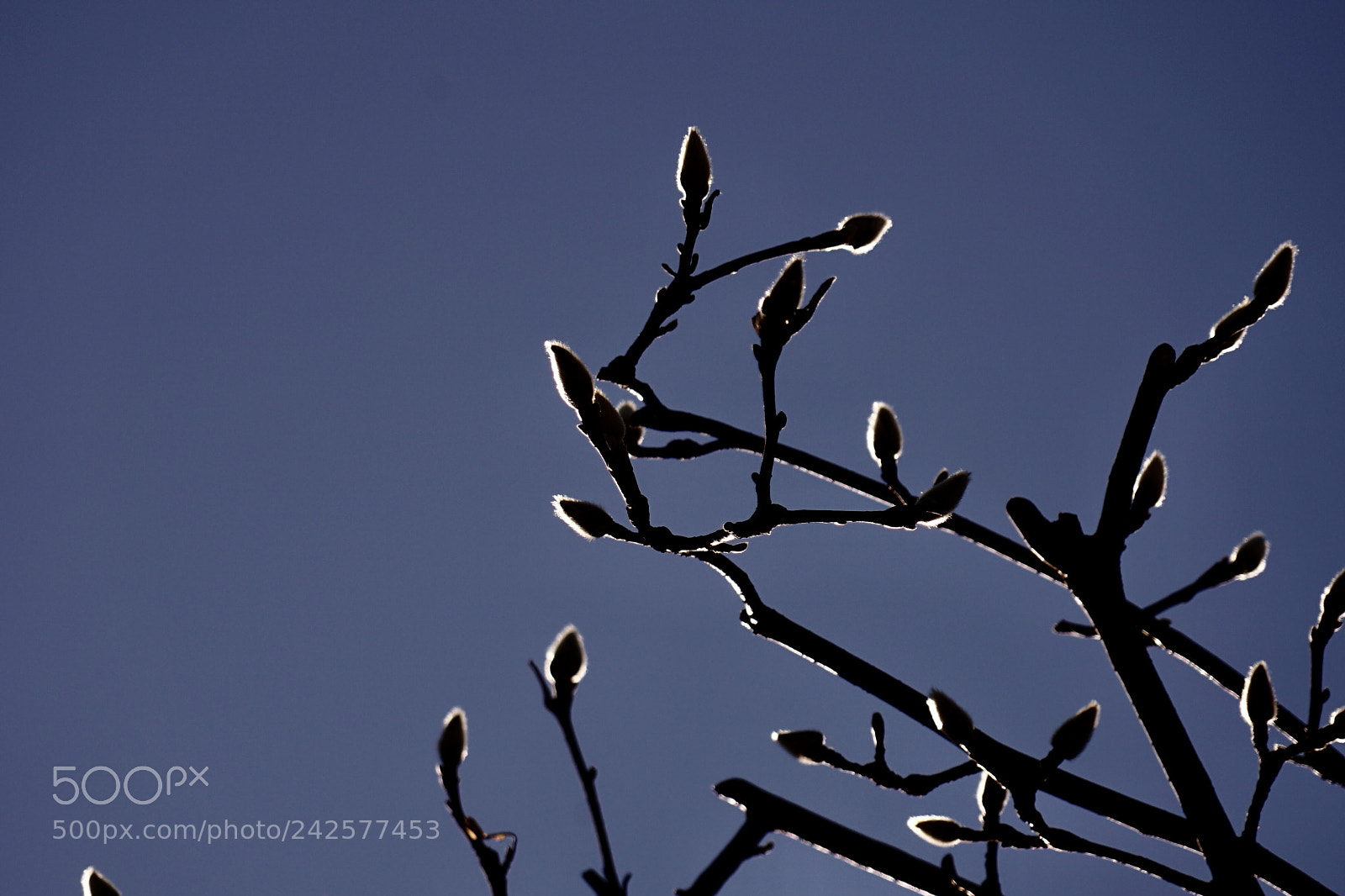 Sony a7 II sample photo. Winter colors,magnolia sprout in photography