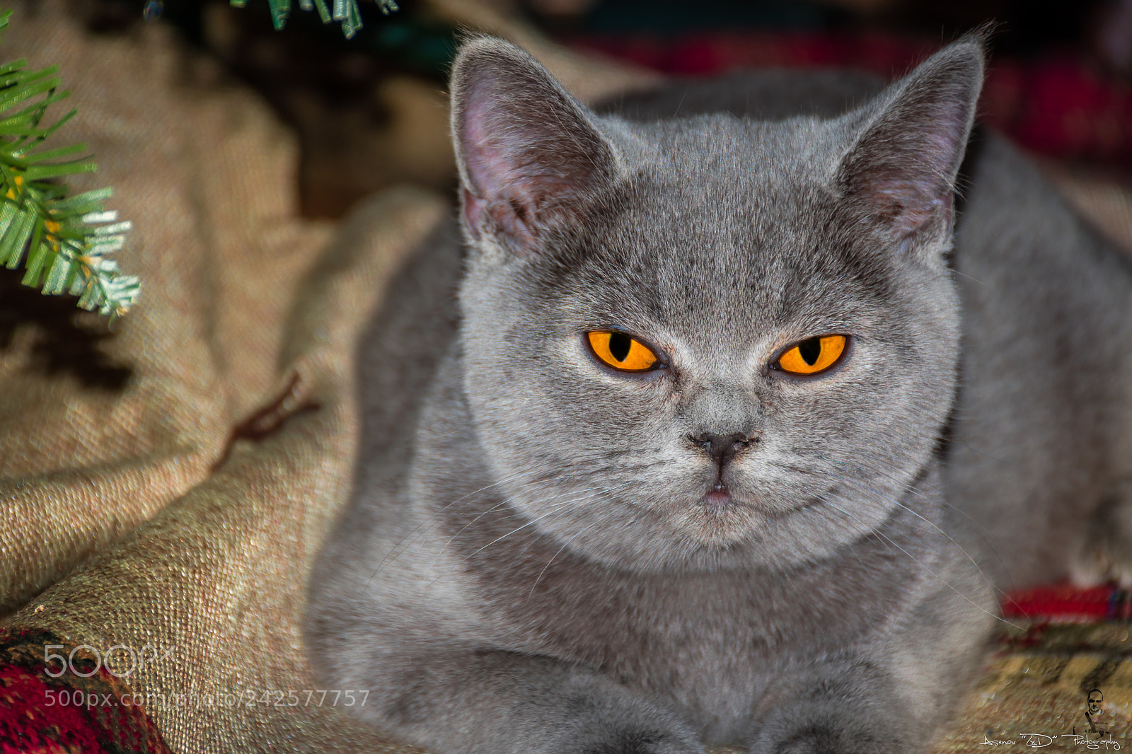 Nikon D5500 sample photo. Bg freya fantasy avalon photography