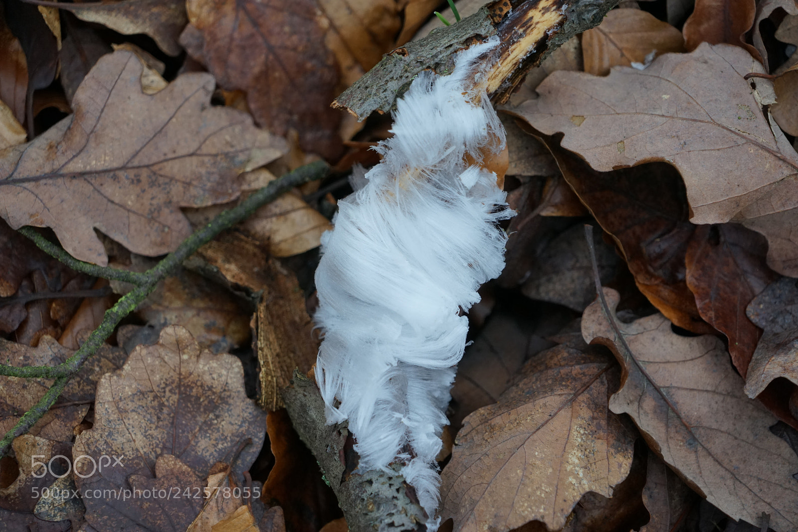 Sony a7R sample photo. Eiswolle photography