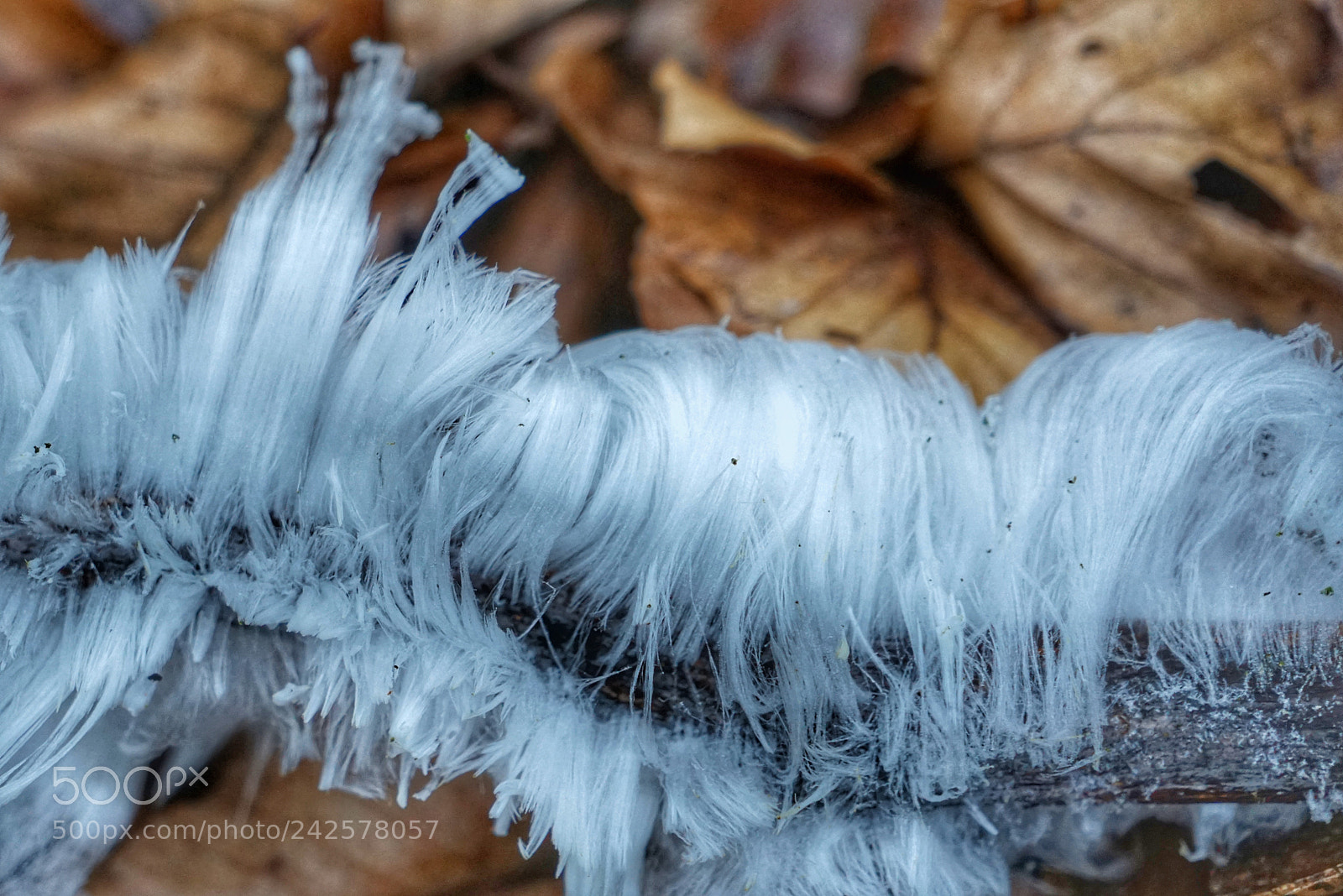 Sony a7R sample photo. Eiswolle photography