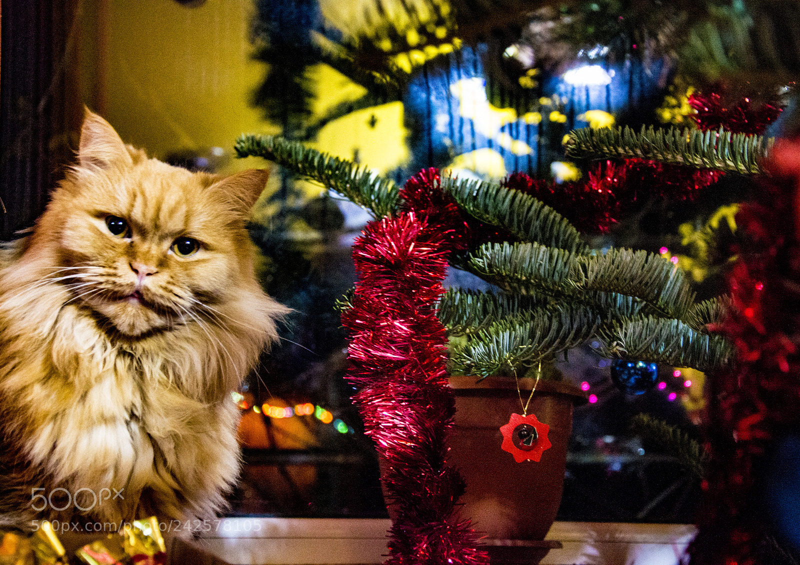 Nikon D3200 sample photo. Garfield photography