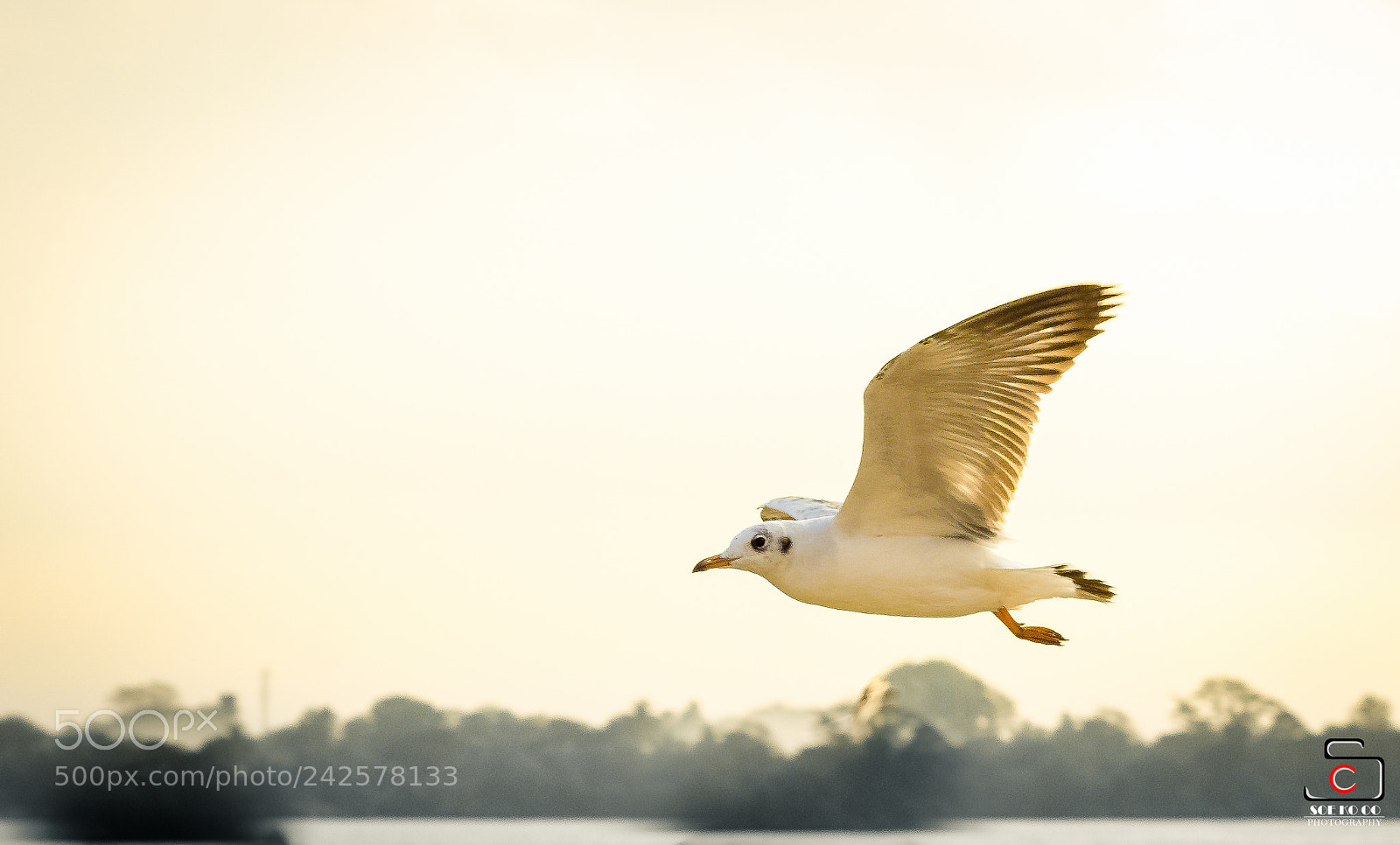 Nikon D5100 sample photo. ၤfly to love photography