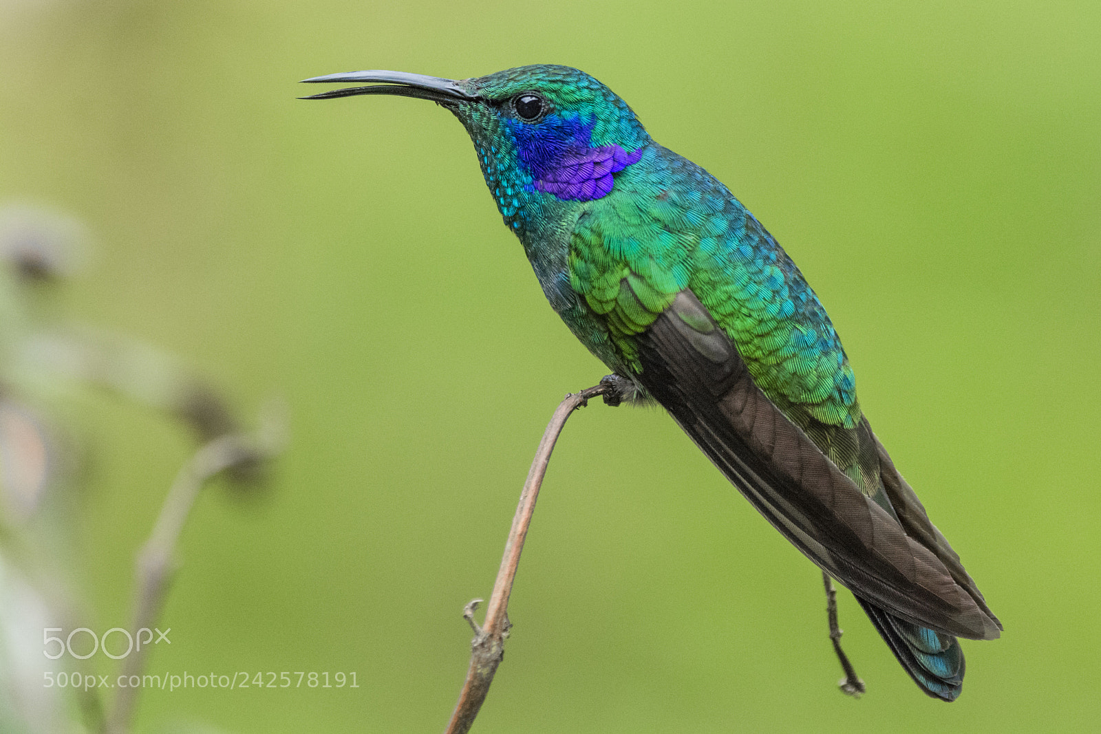 Nikon D7100 sample photo. Green violetear photography