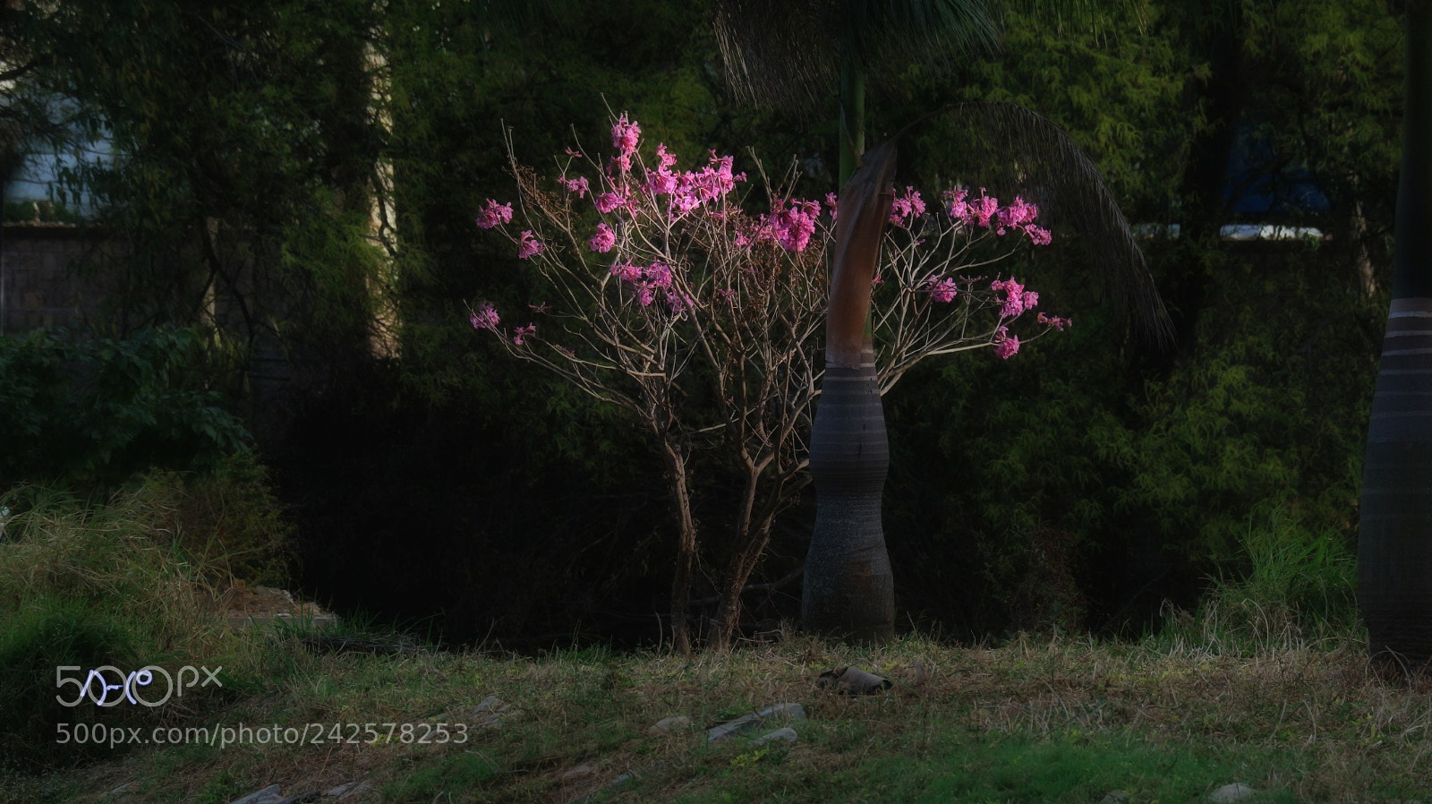 Canon EOS M10 sample photo. Flowered shrub photography