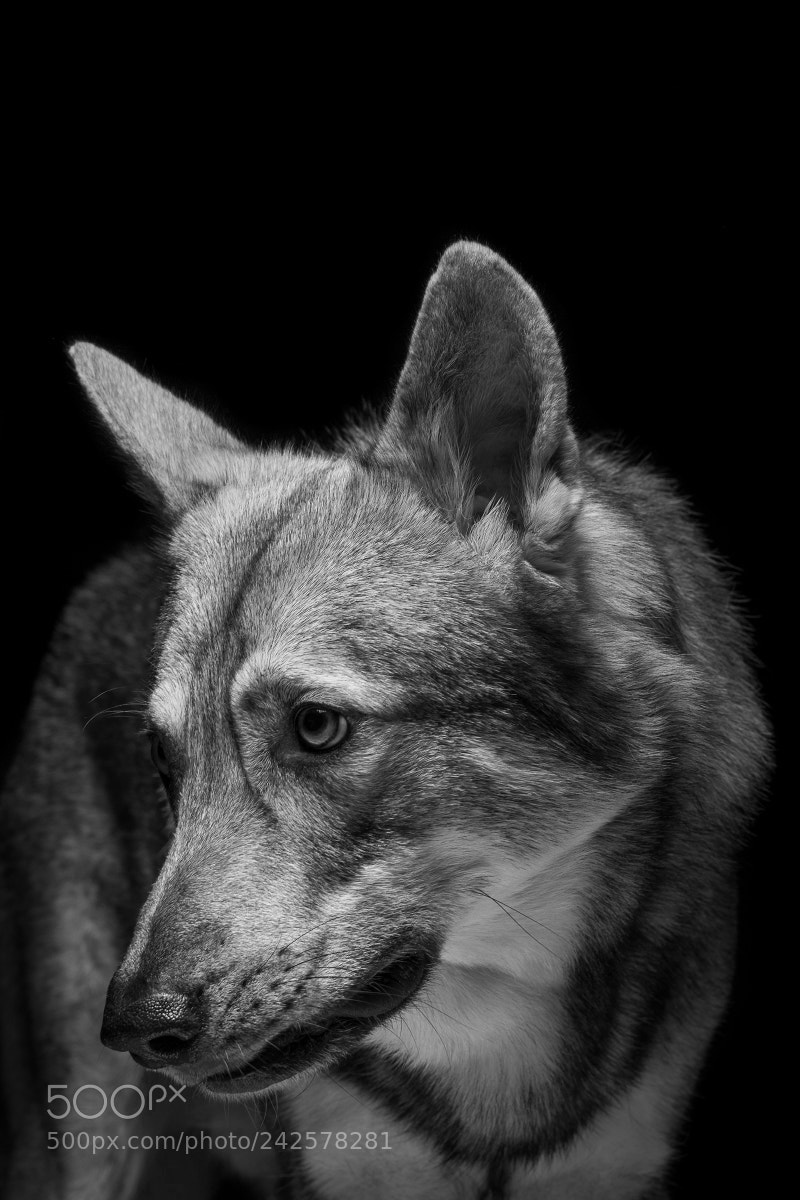 Fujifilm X-T2 sample photo. Wolfhound photography