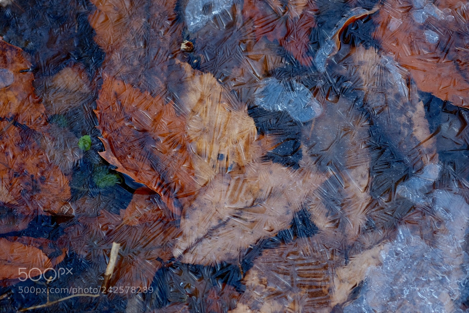 Fujifilm X-E2 sample photo. Fallen leaves photography