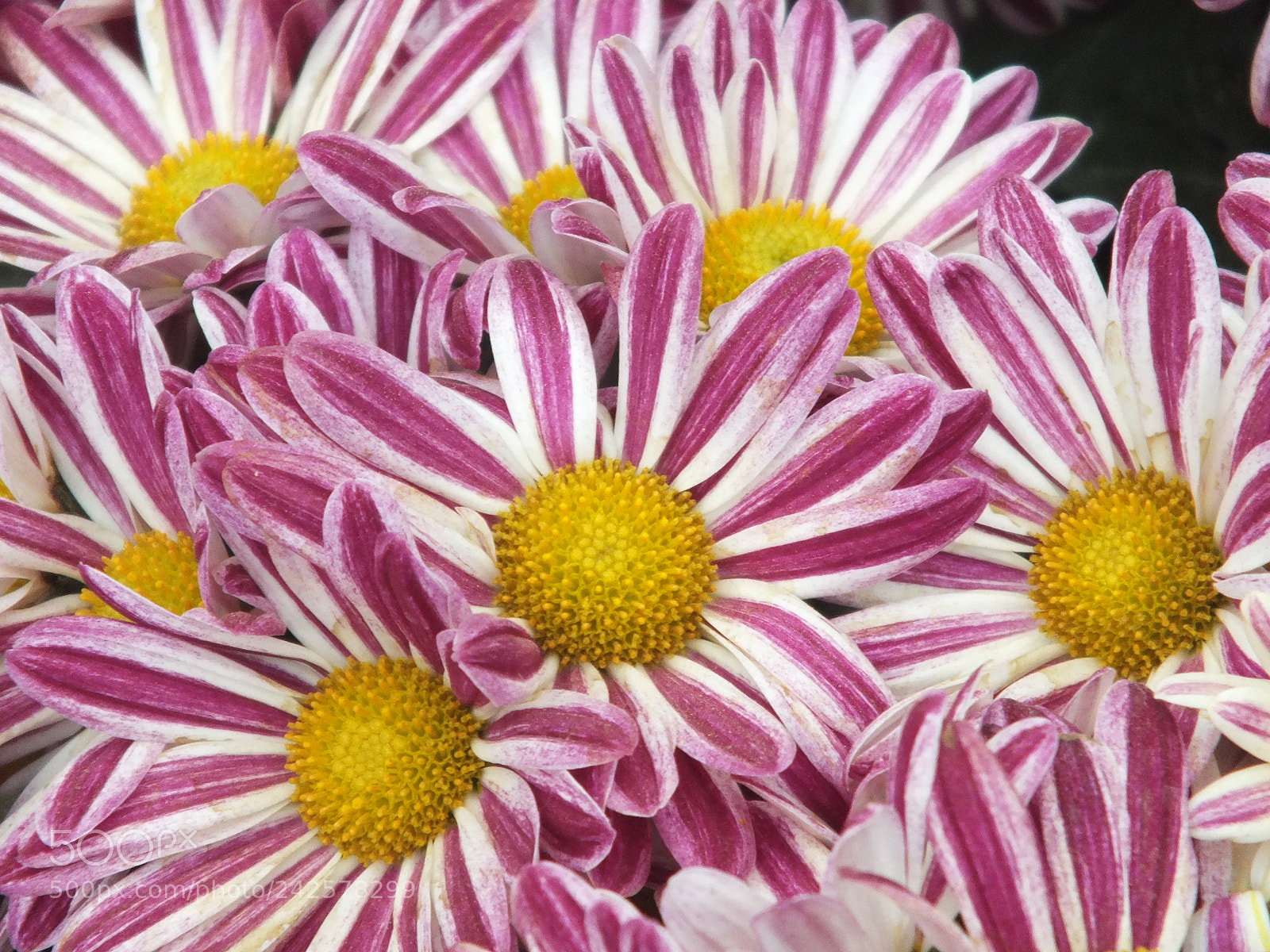 Fujifilm FinePix HS30EXR sample photo. Flowers photography